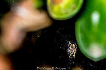 Itsy Bitsy Spider