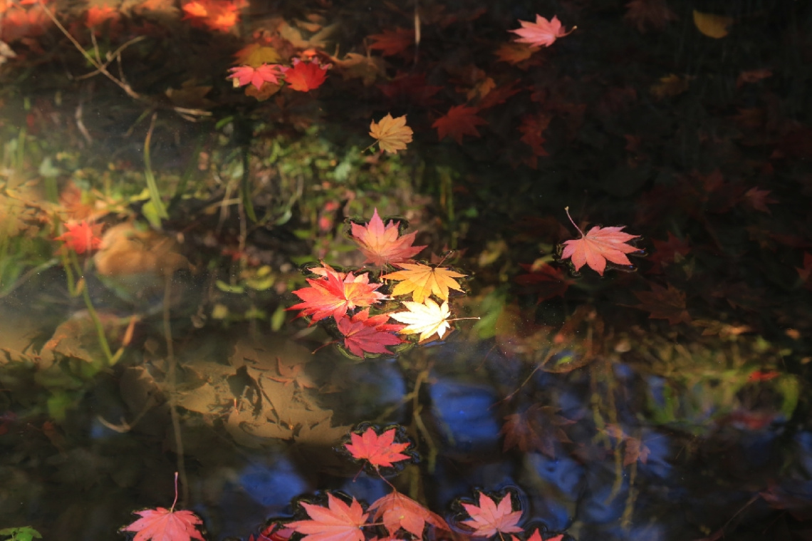 Dropped leaves
