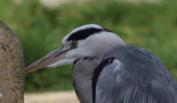 Heron...