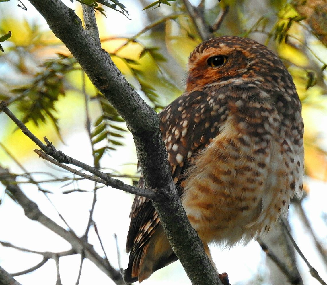 Burrowing Owl