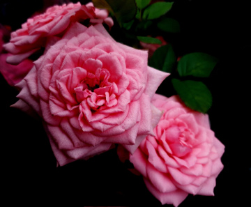 Mini Roses