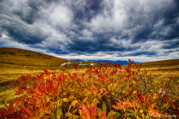 YAYLA