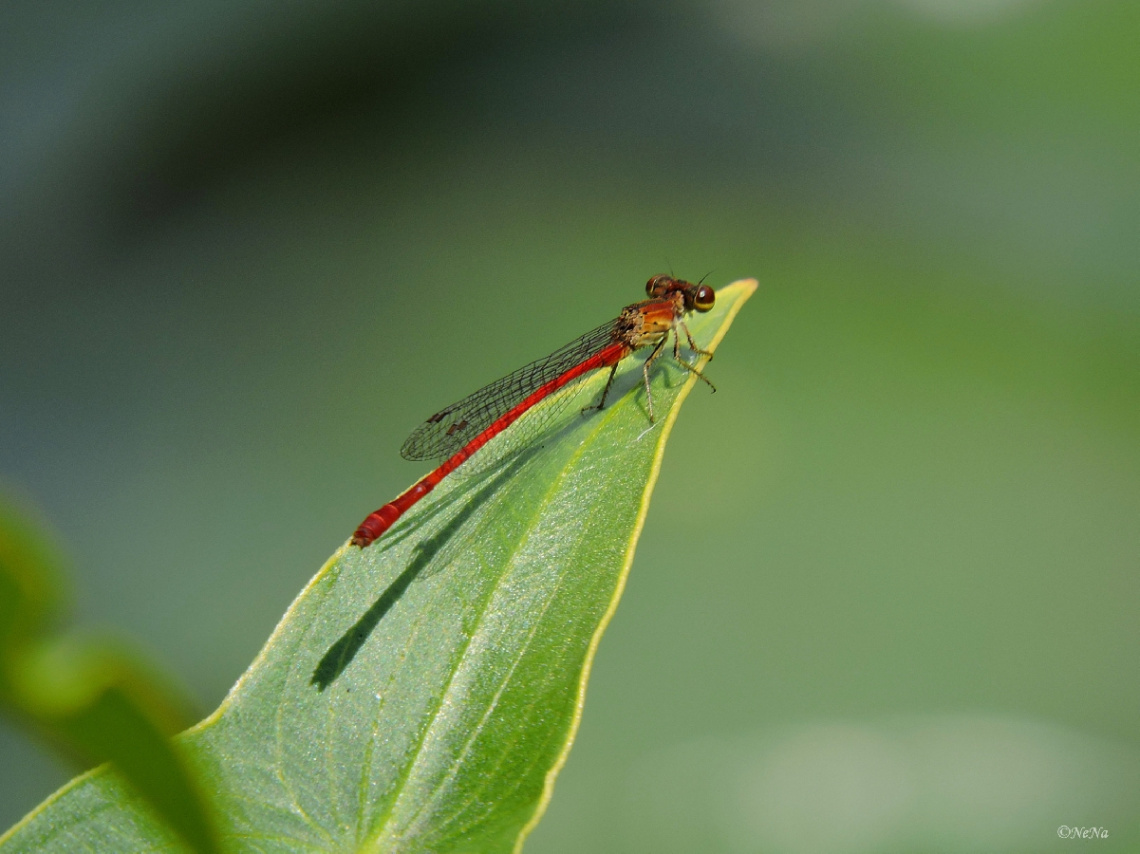 Mini red dragonfly