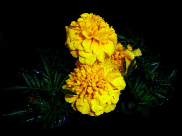 REGENTROPFEN