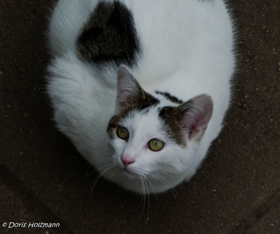 Katze