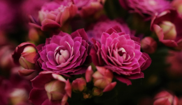 Two pink ....