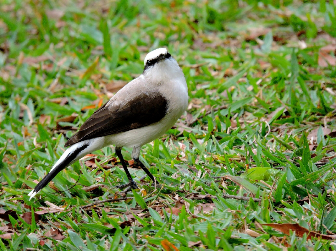 Fluvicola nengeta