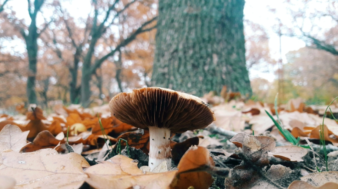 Mushroom