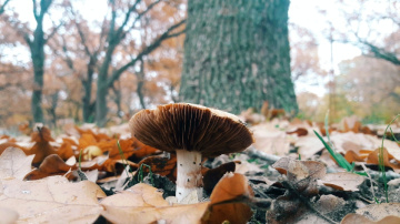 Mushroom