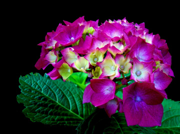 BLÜTEN