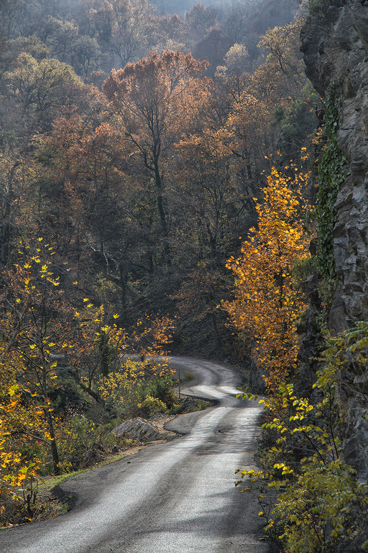 Yol