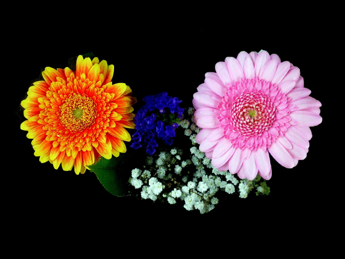 BLÜTEN