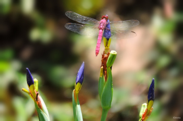 Nature's Beauties