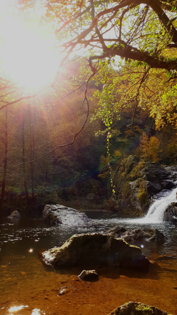 Irmak,güneş,orman