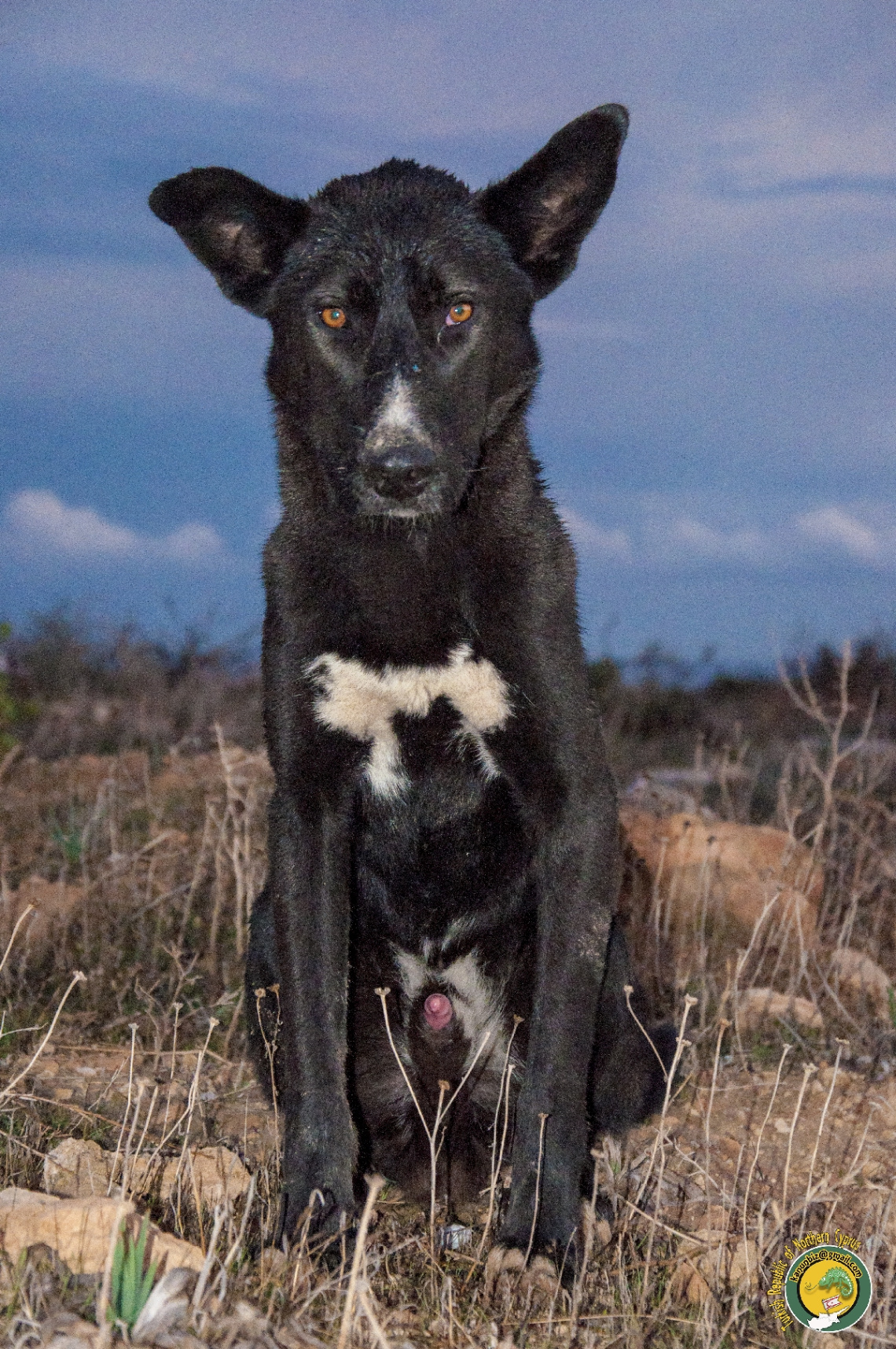 SOKAK KÖPEĞİ olmak...