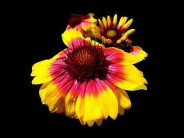 BLÜTEN