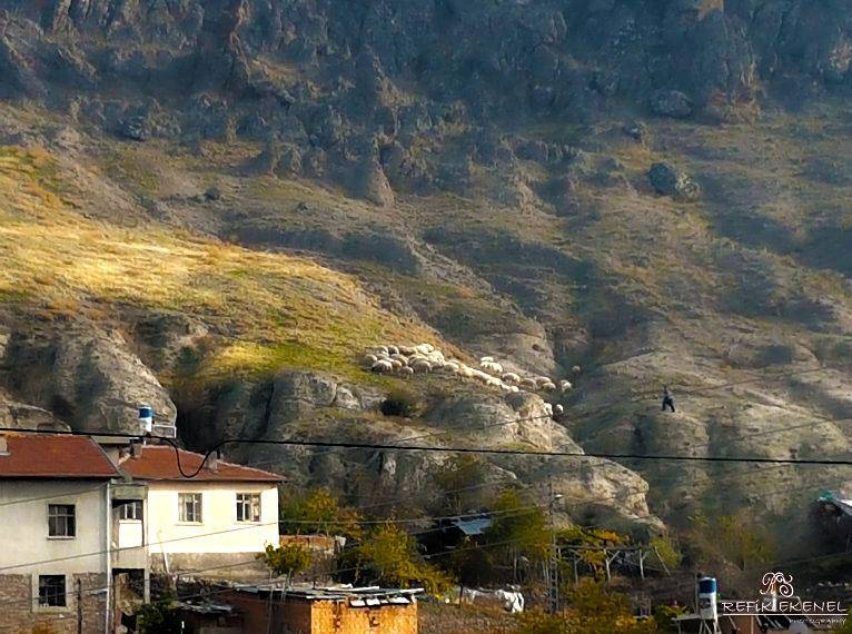 Çoban