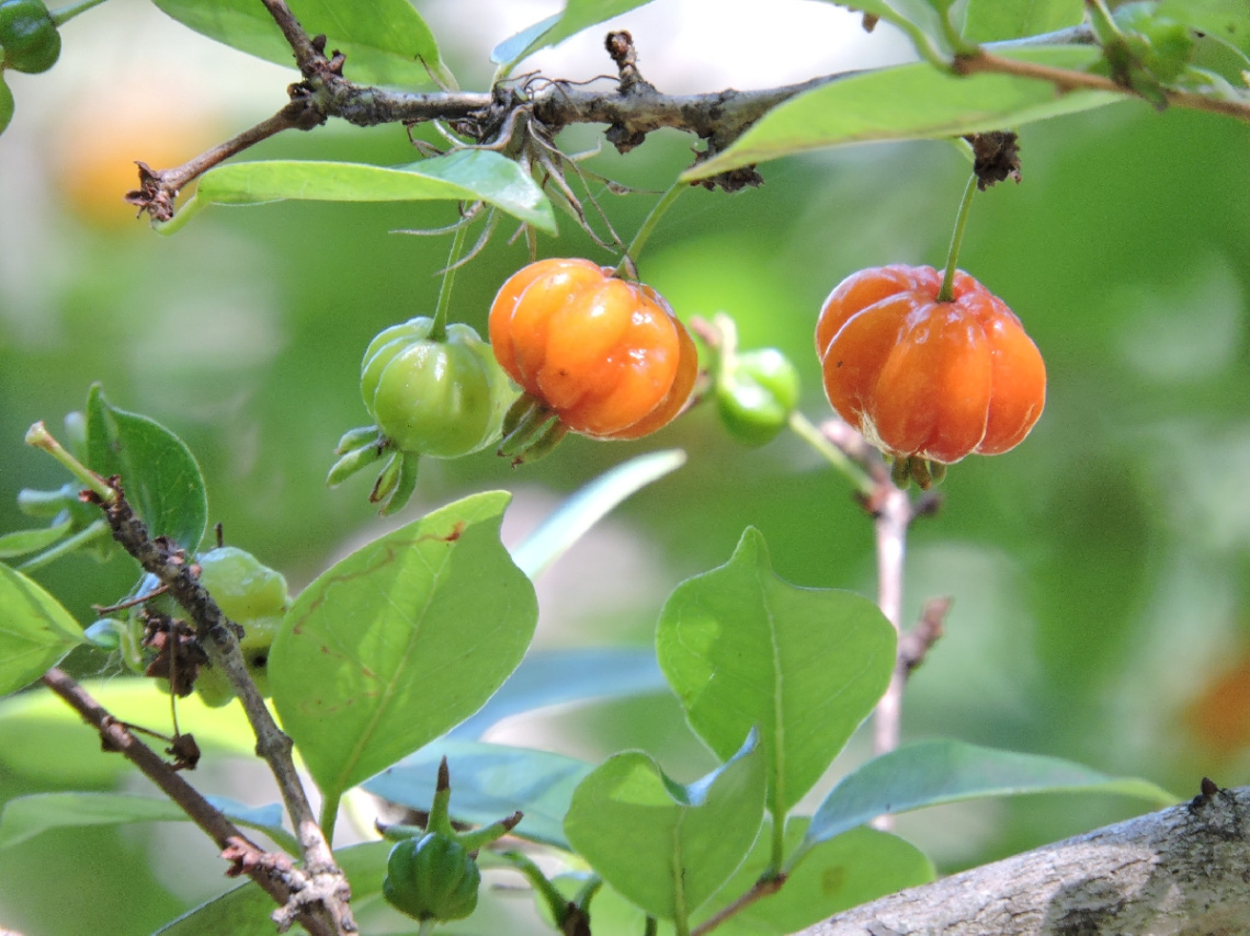 Acerola fruit 