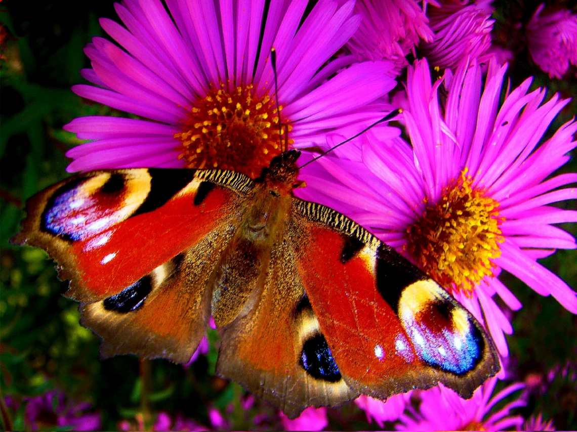 SCHMETTERLING