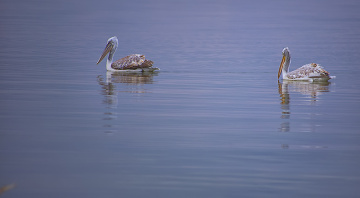 Pelikanlar
