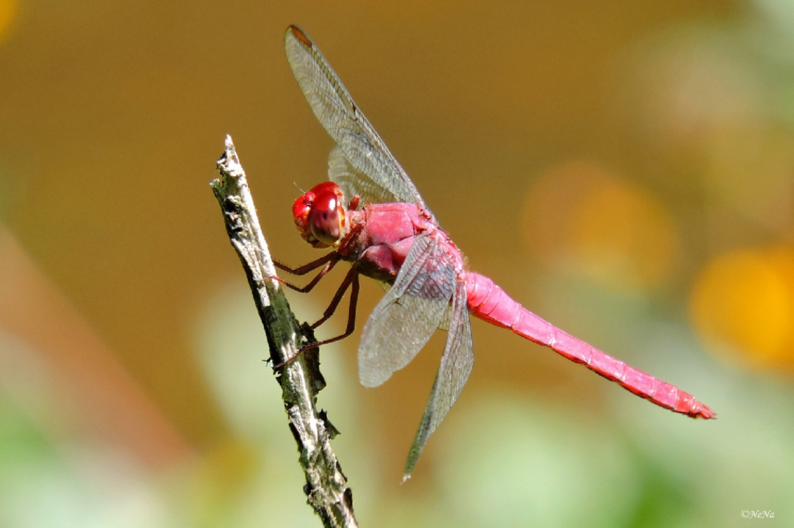 Red Dragonfly 