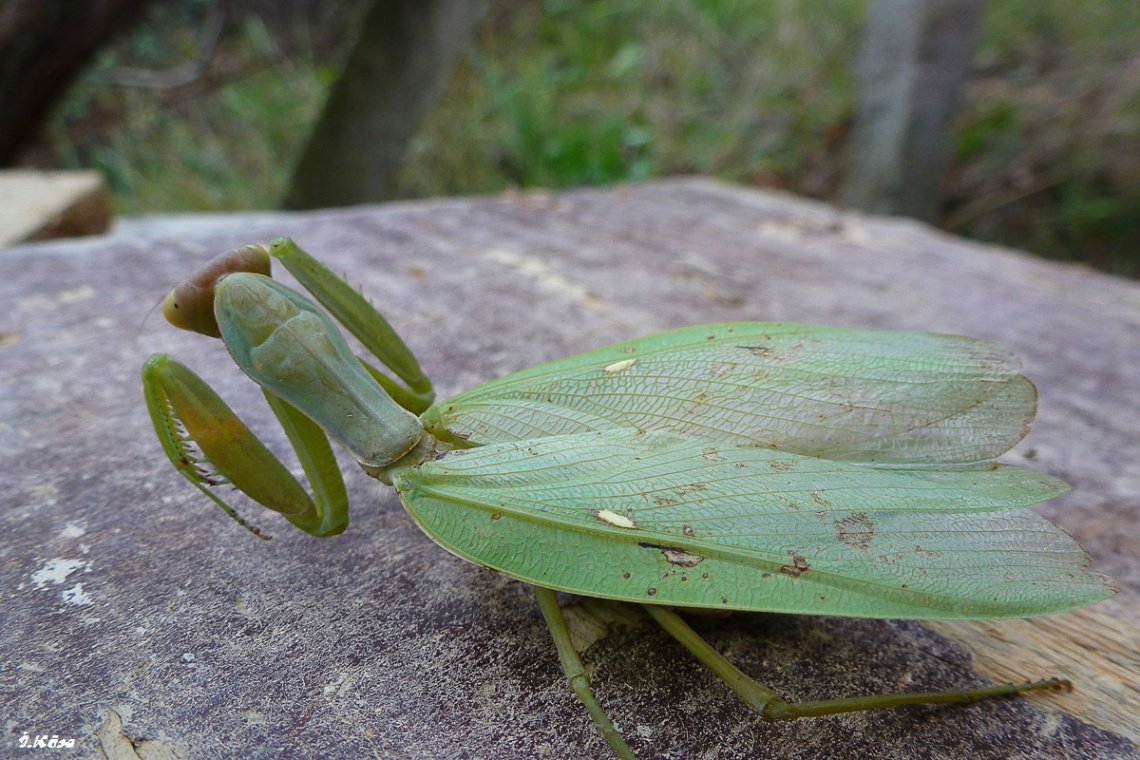 Mantis