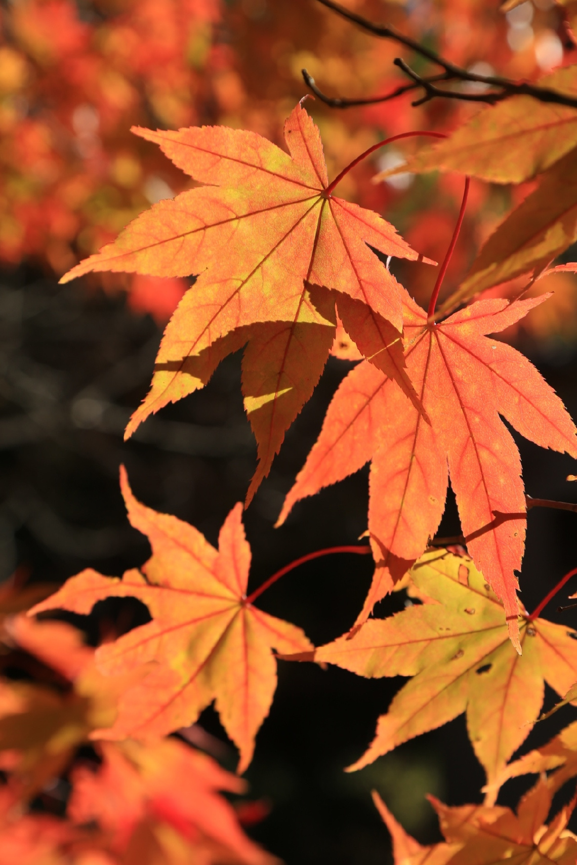 Maple leaf