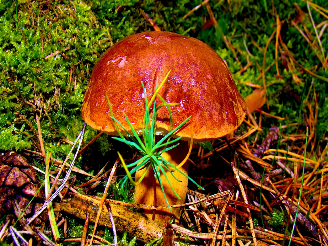PILZ