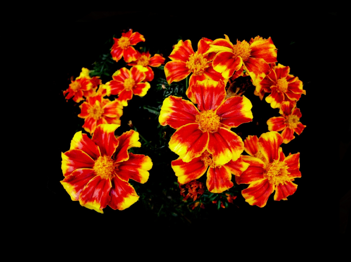 BLÜTEN