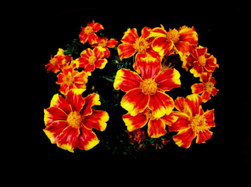 BLÜTEN