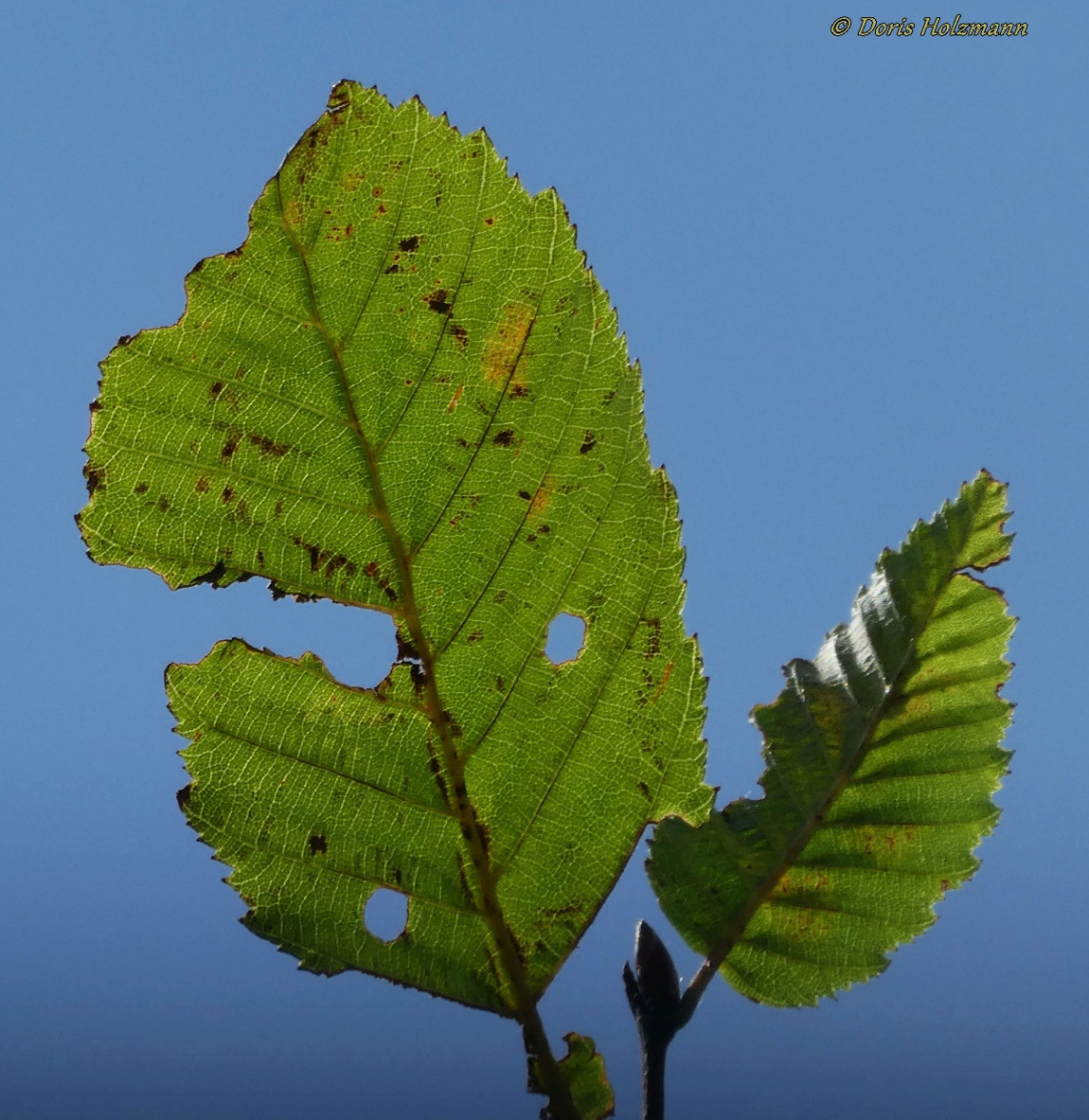 grünes Blatt