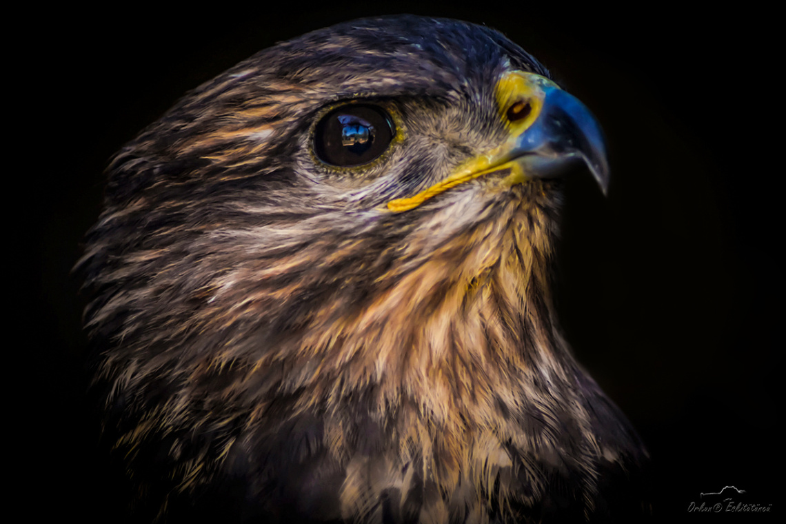 Bayağı şahin - common buzzard 