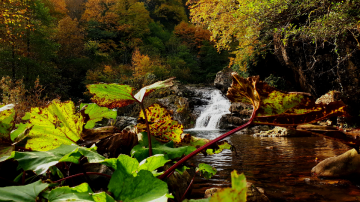 Irmak, sonbahar, orman