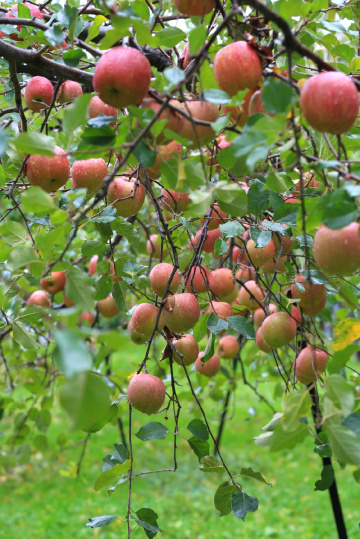 Apples