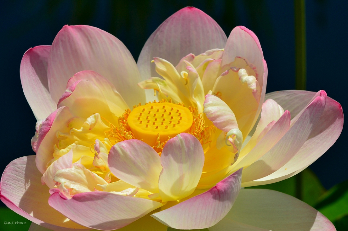 Lotus Flower
