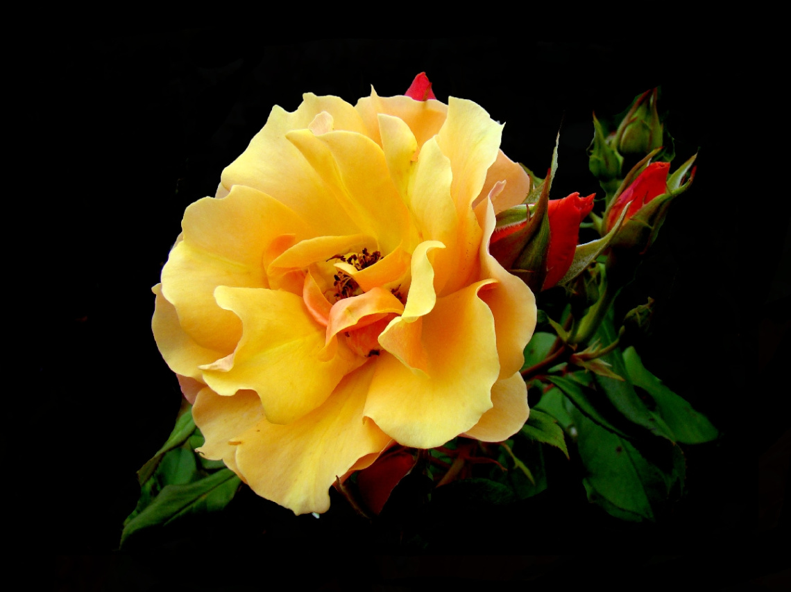 BLÜTE