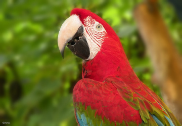 Arara