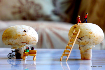 Miniciks Hayatlar  MANTAR AĞACI 