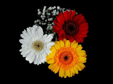 BLÜTEN