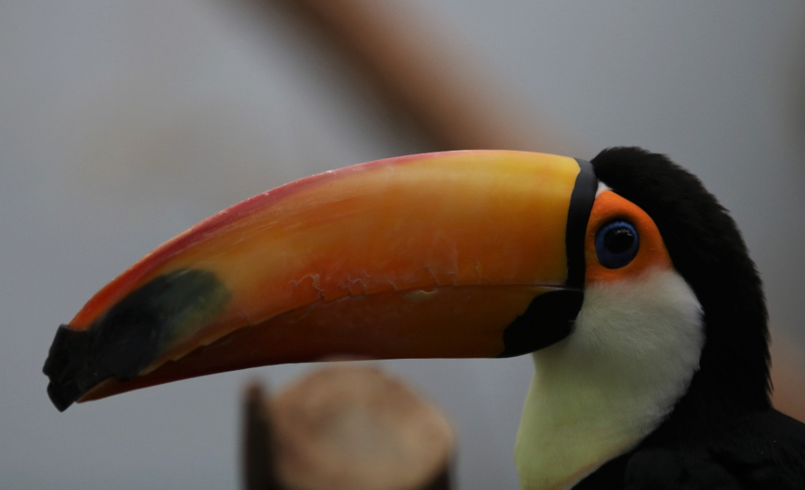 Toucan moment