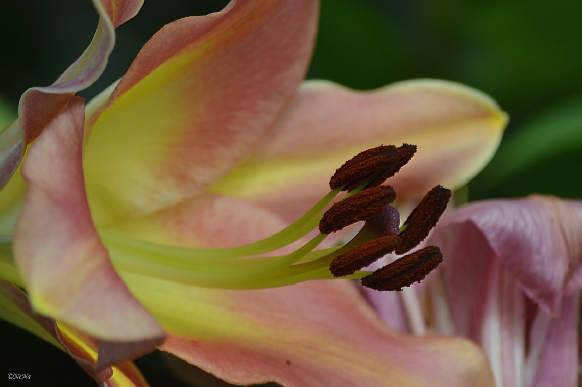  Macro Lírio