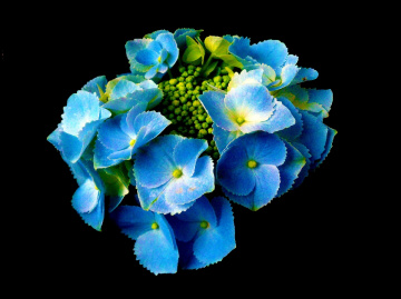 BLÜTEN