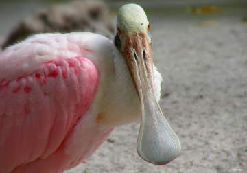 Roseate Spoonbill