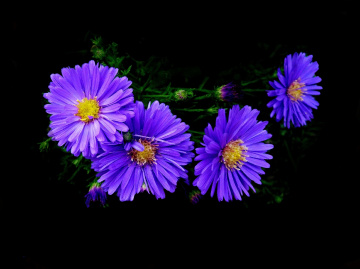BLÜTEN