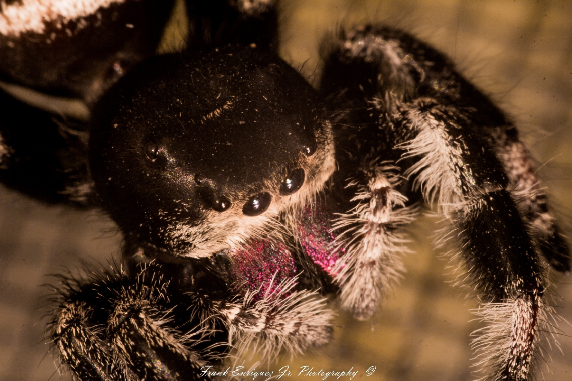 Phiddipus Regius  (Regal Jumping Spider)