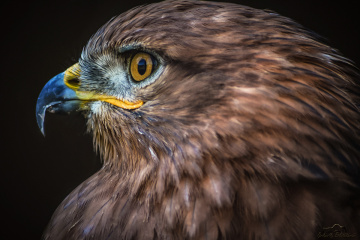 Kızıl şahin - Long-legged buzzard