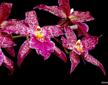 Orchids 