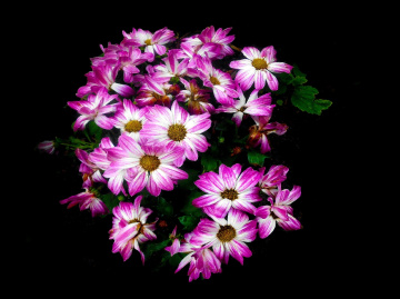 BLÜTEN