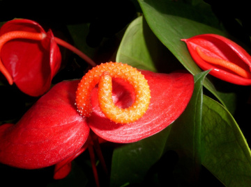 BLÜTEN