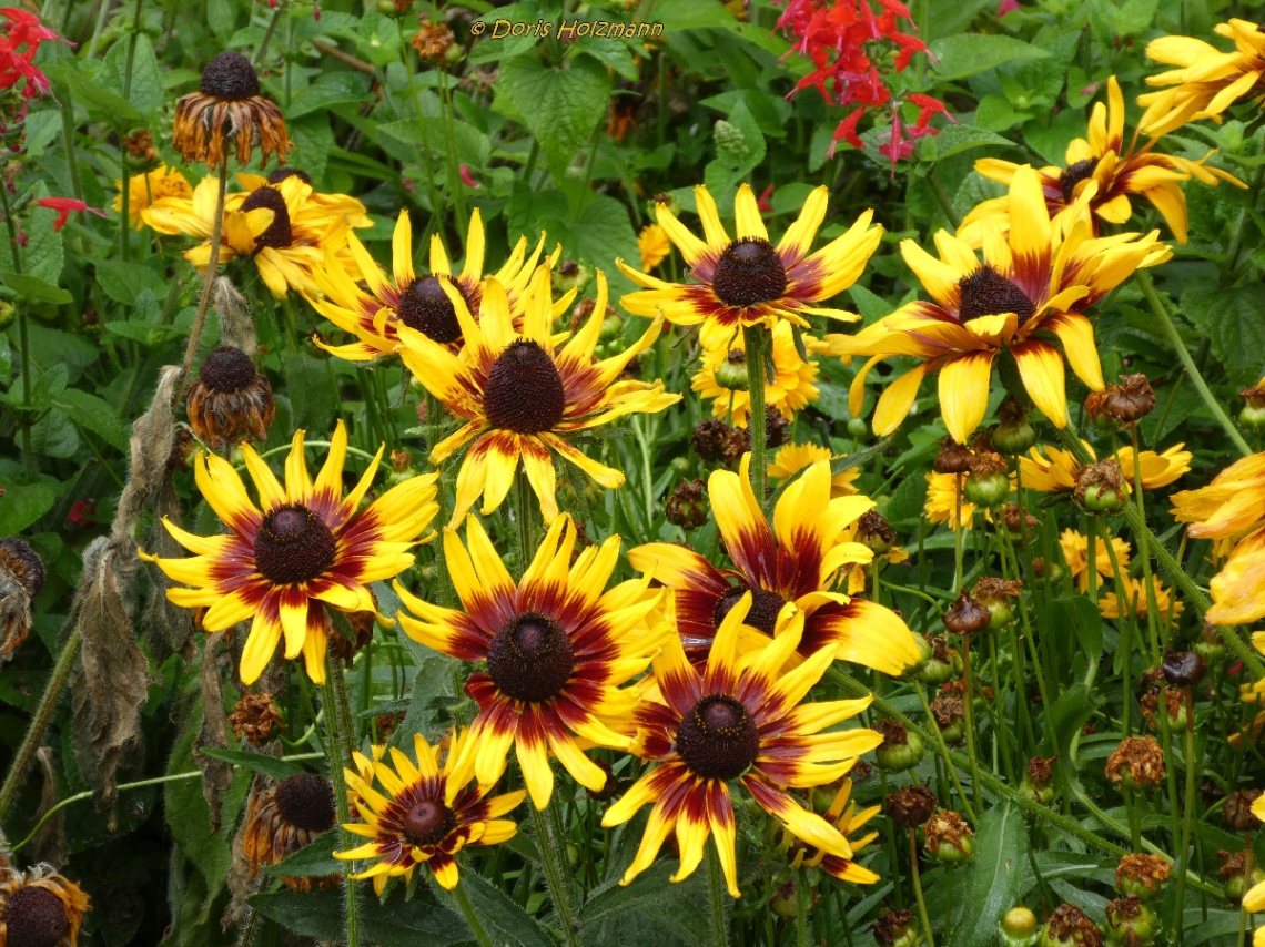 Gelbe Blüten